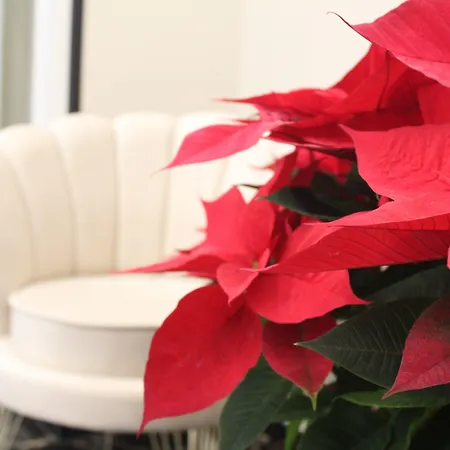 My Luxury Couette-café 4*